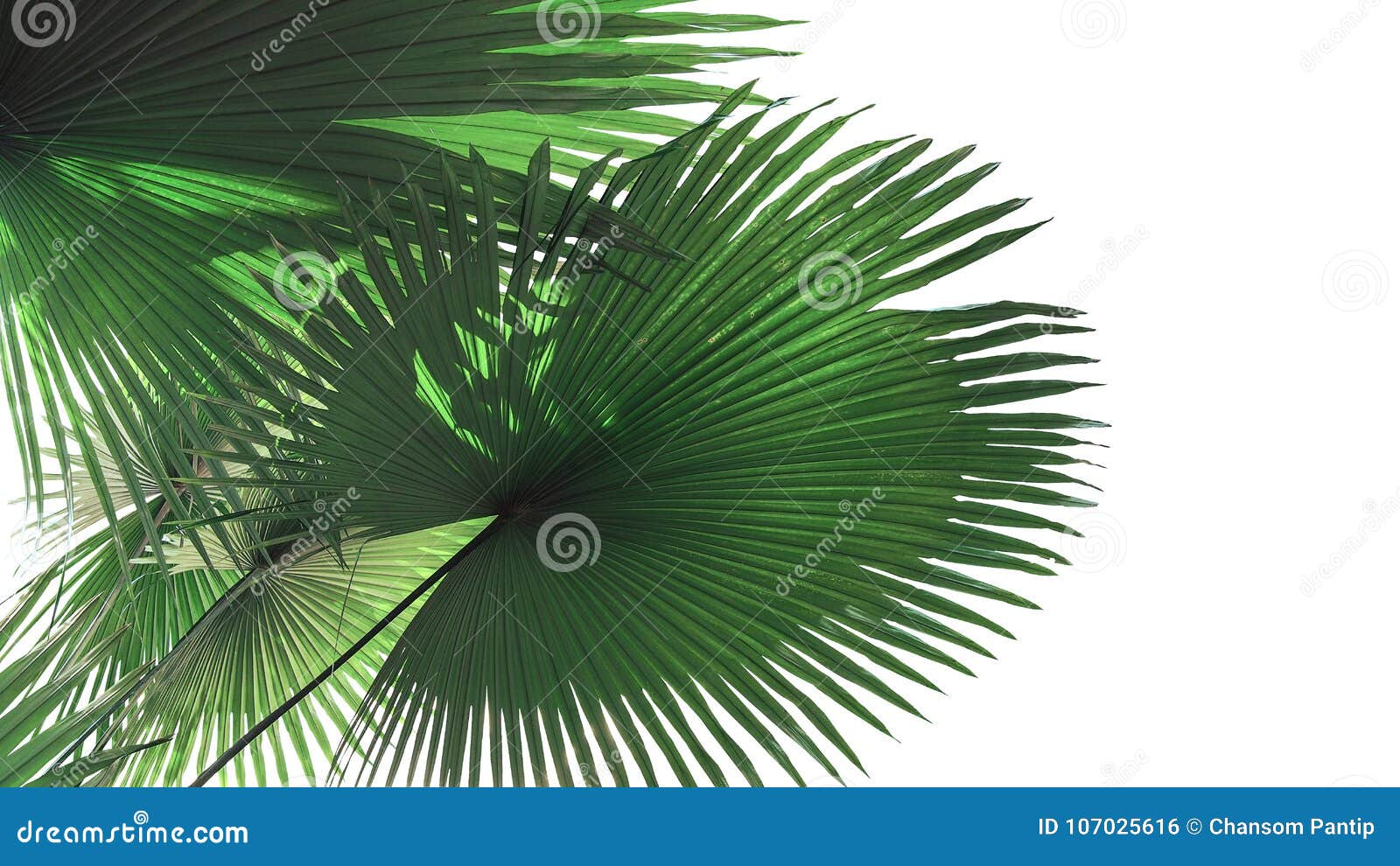 fan-d green leaves with light and shadow of white elephant