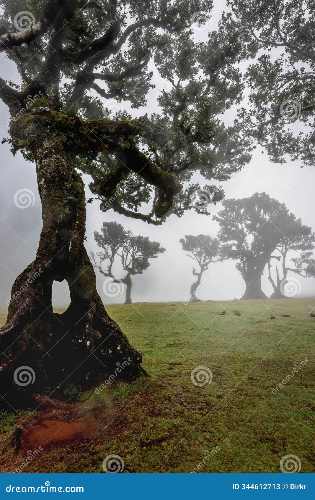 fanal forest on madeira