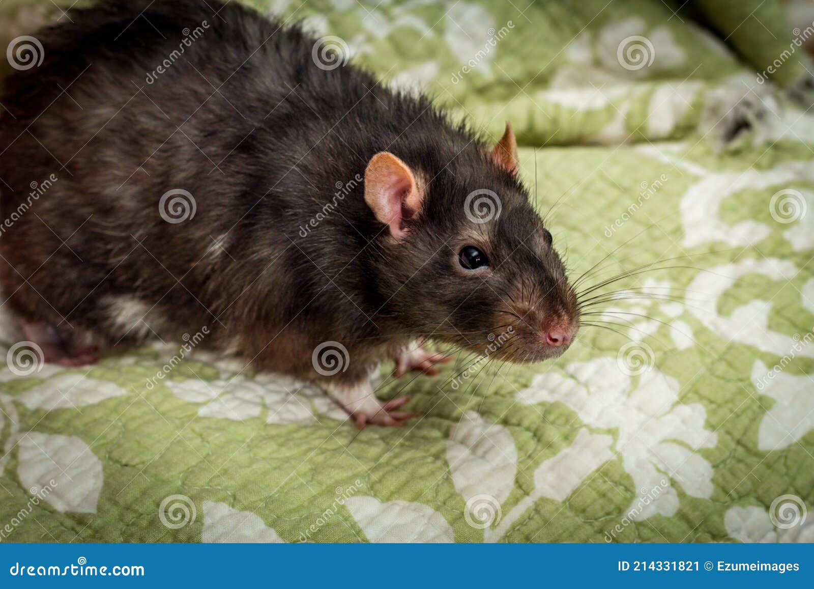 Fancy Berkshire Pet Rat stock image. Image of playing 214331821