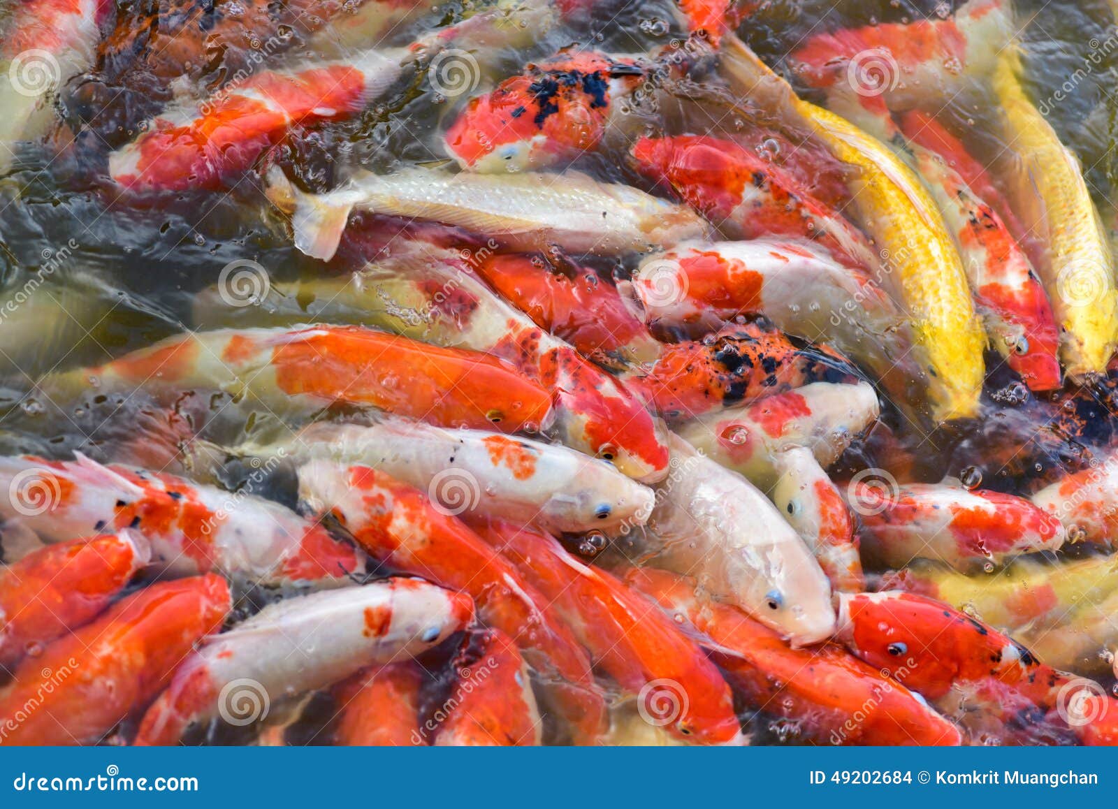 group of Fancy carp fish in The pond