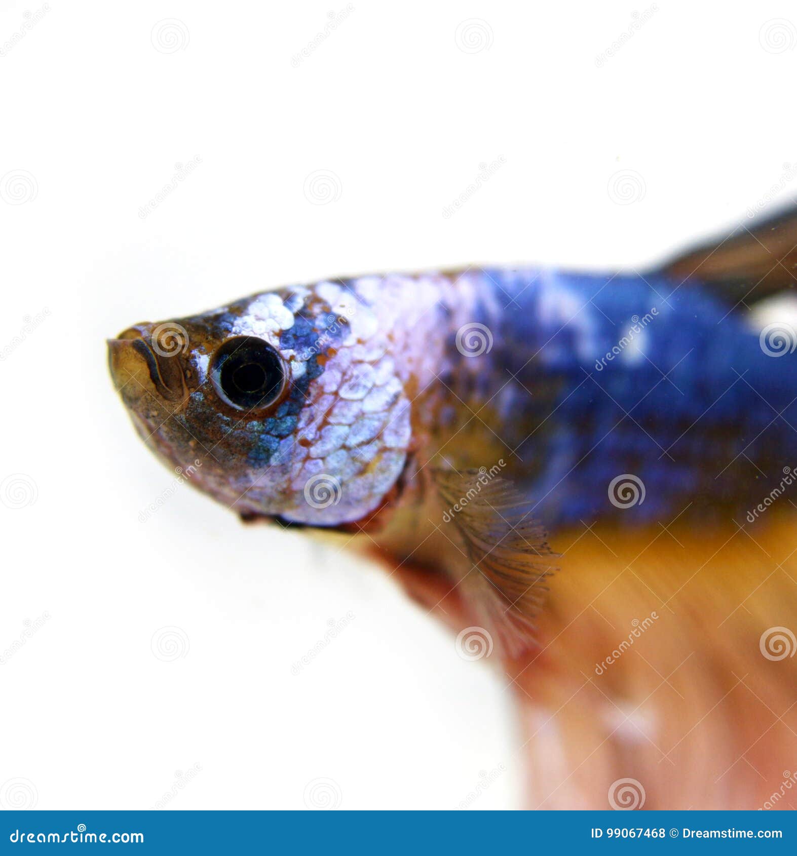 fancy dragon betta fish