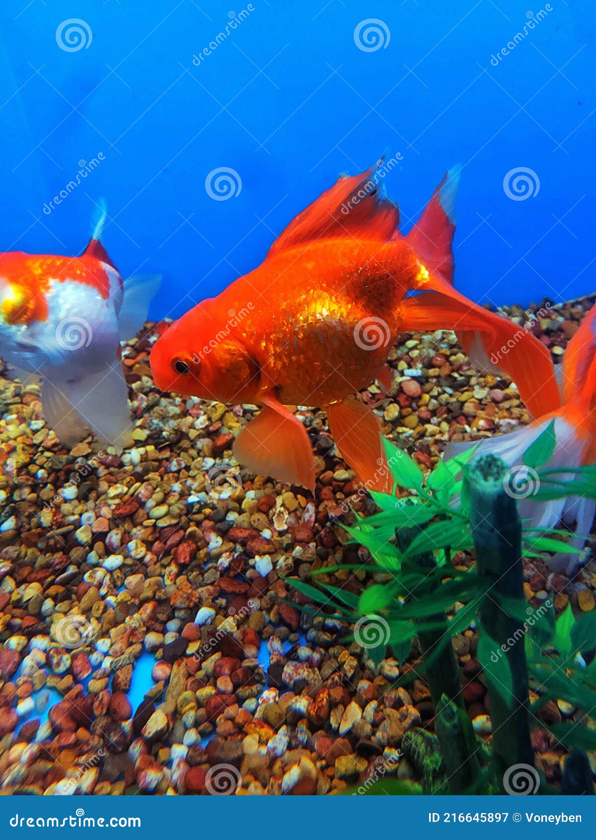 Fantail Goldfish in Aquarium Stock Image - Image of dorsal, common:  216645897
