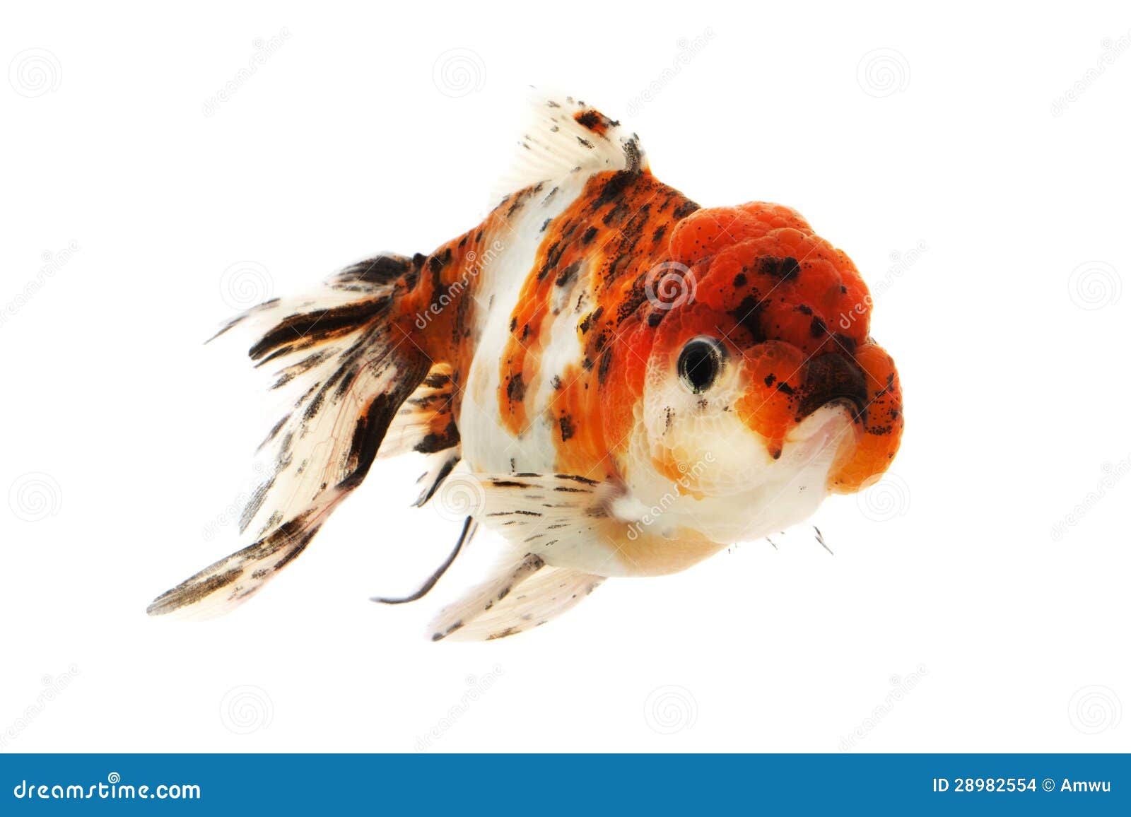 Fancy Goldfish stock photo. Image of background, water 28982554