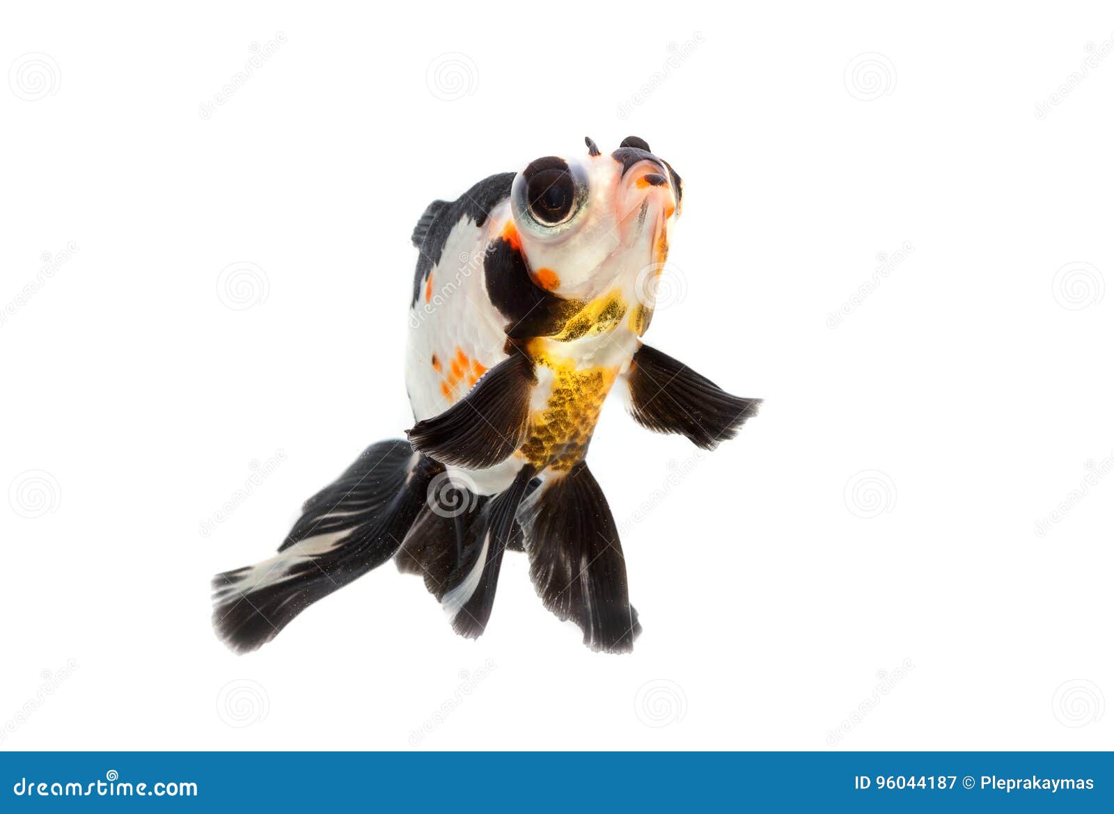 Fancy Goldfish Isolate on White Stock Image Image of creative, oranda