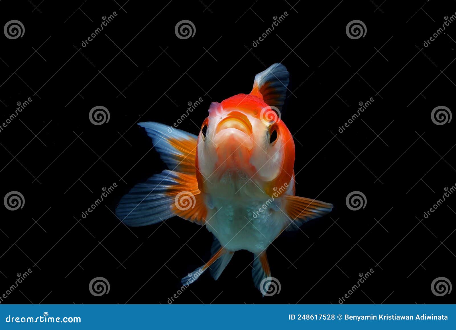 Fancy Goldfish Isolated on Black Background Stock Photo - Image of fish,  background: 248617528