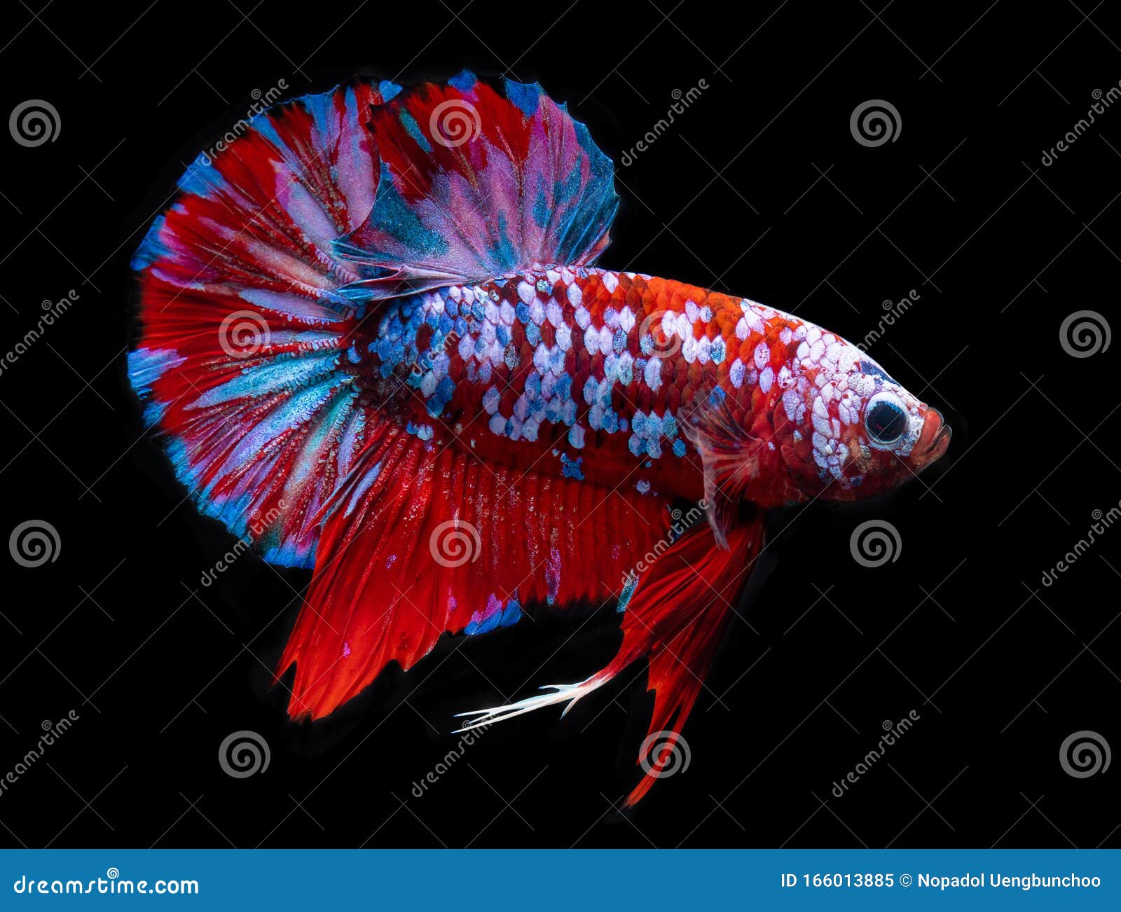 Fancy Koi Galaxy Betta Fish Stock Image - Image of domestic, macro