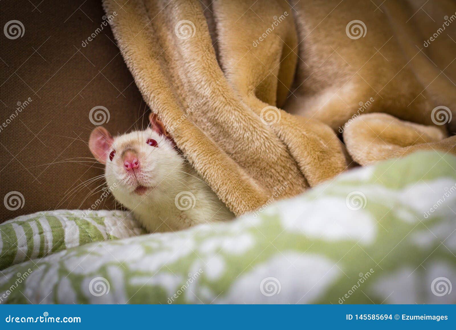 Fancy Pet Rat Sofa stock photo. Image of pink, point 145585694