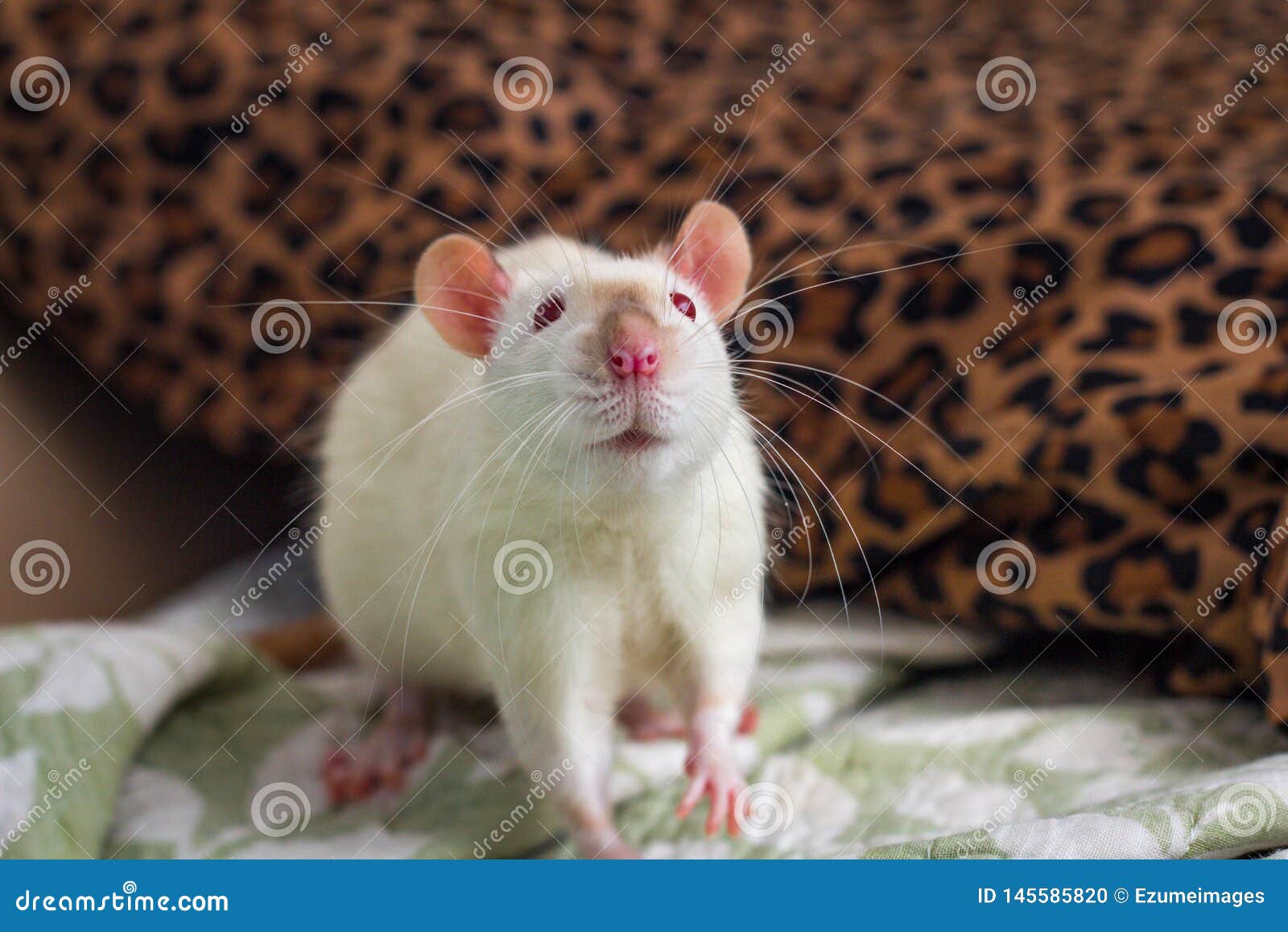 Fancy Pet Rat Sofa stock photo. Image of indoors, blue 145585820