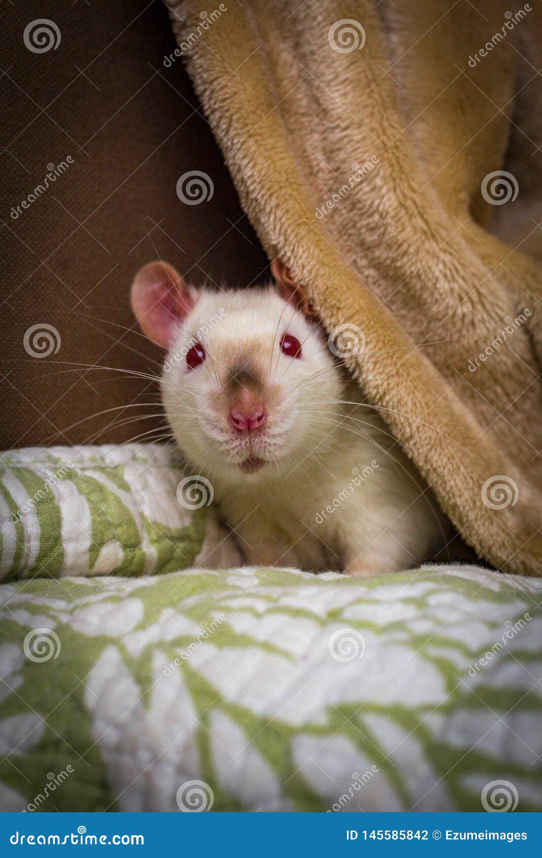 Fancy Pet Rat Sofa stock photo. Image of beige, regular 145585842