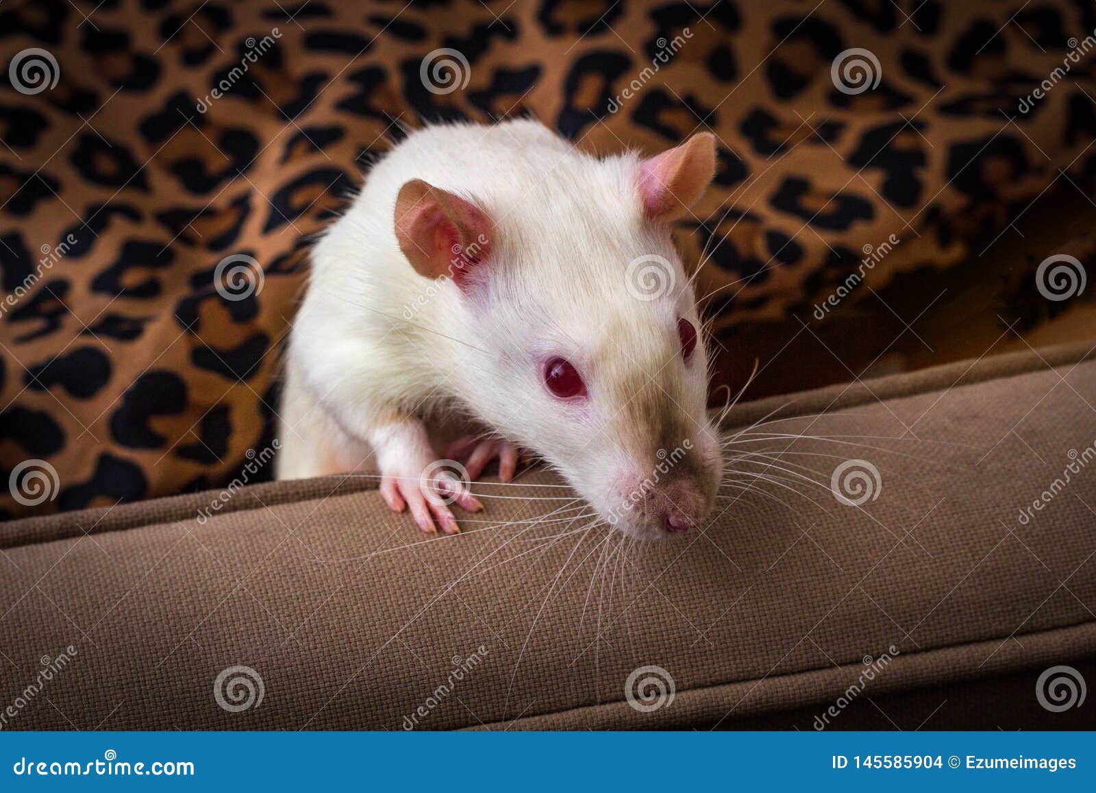 Fancy Pet Rat Sofa stock photo. Image of ruby, docile 145585904