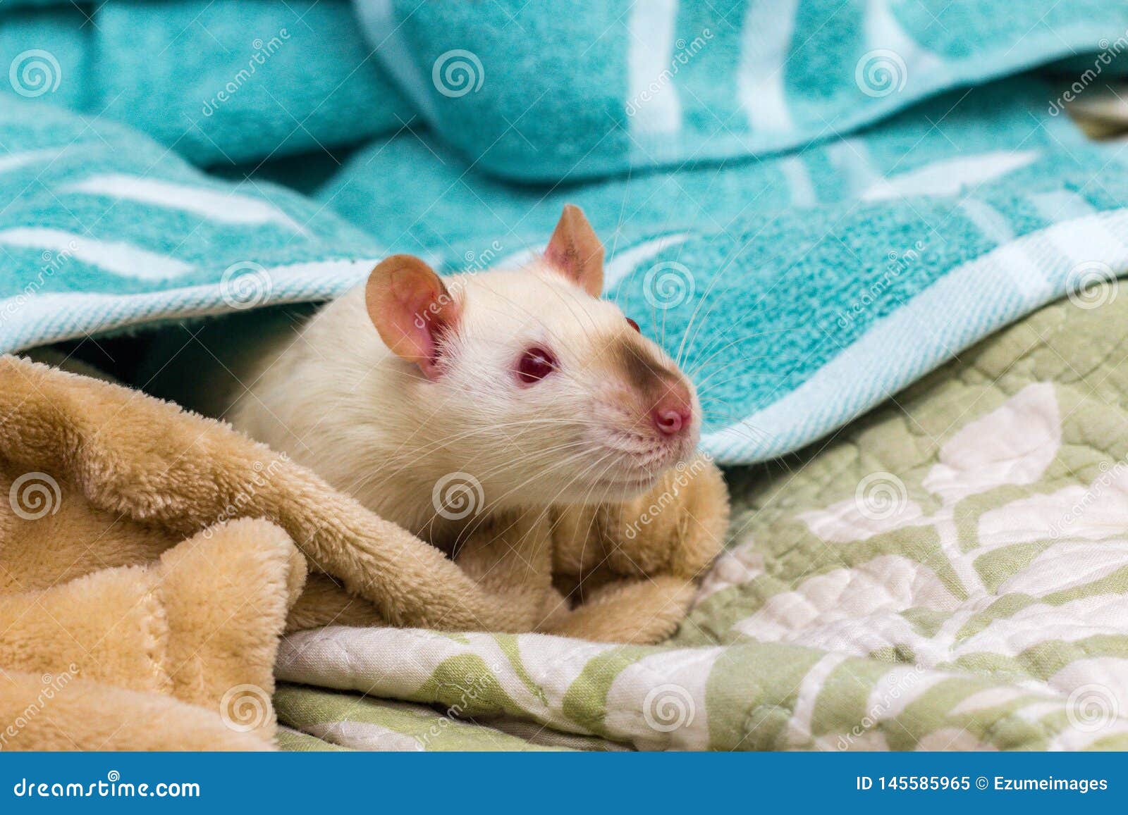 Fancy Pet Rat Sofa stock image. Image of ruby, rattus 145585965