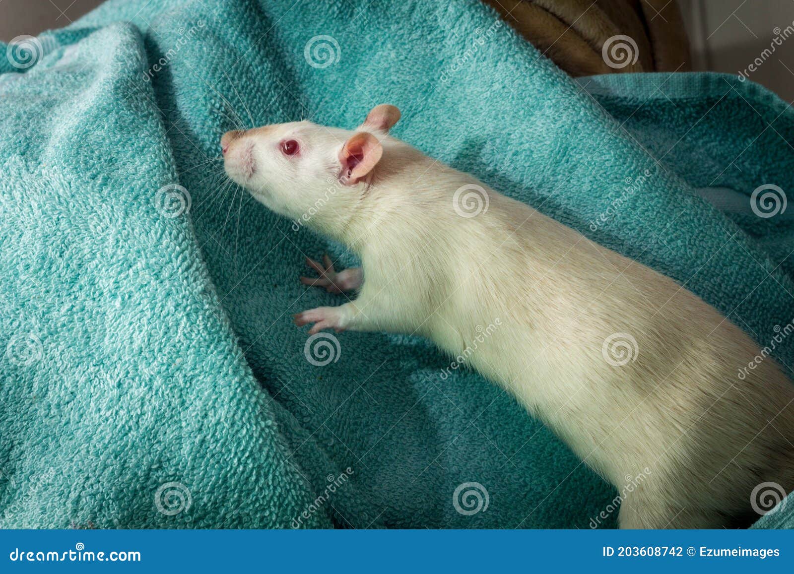 Fancy Pet Rat Sofa stock photo. Image of beige, dark 203608742