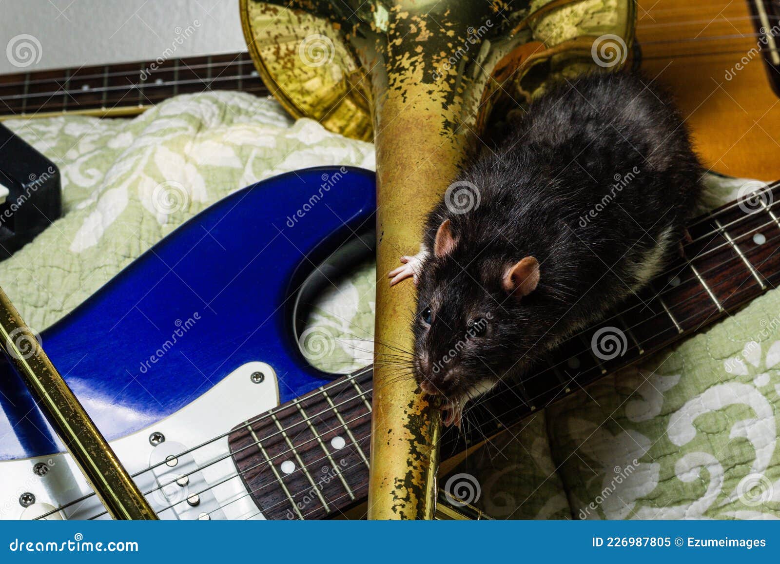 Pet Rats Musical Instruments Stock Image Image of electric, guitar