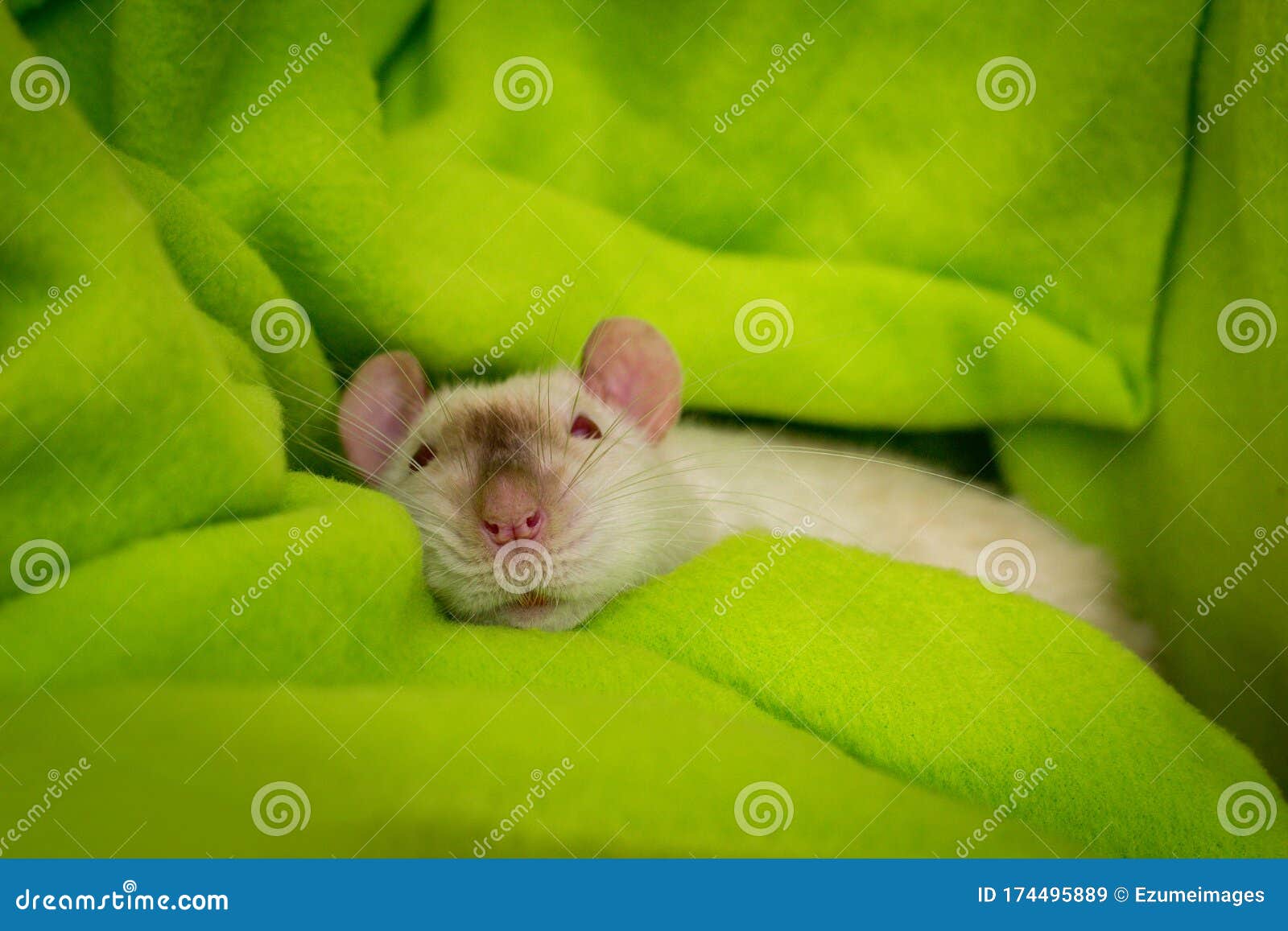 fancy-pet-siamese-rat-resting-green-blanket-174495889.jpg