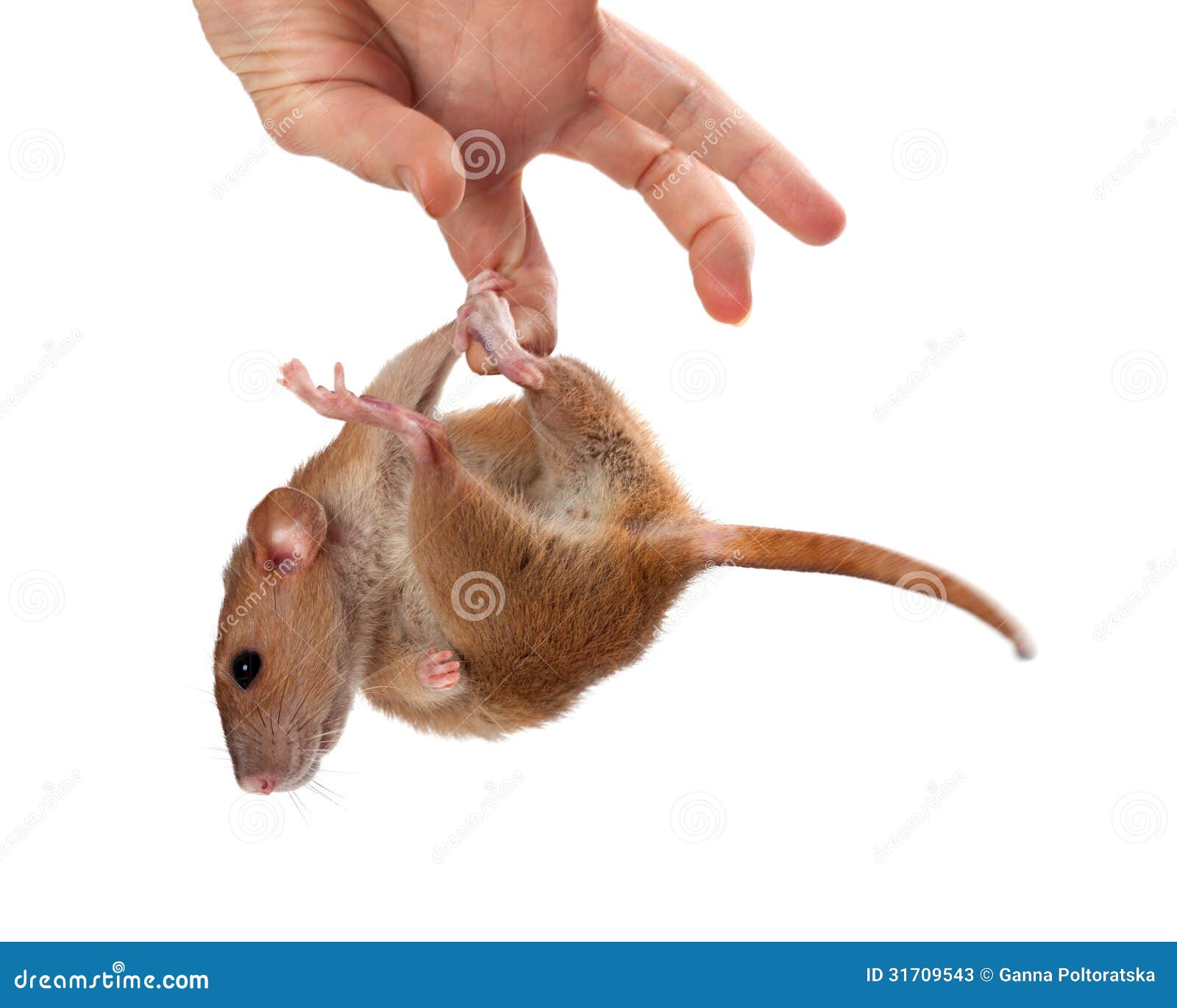Fancy rat hang on hand stock image. Image of norvegicus 31709543