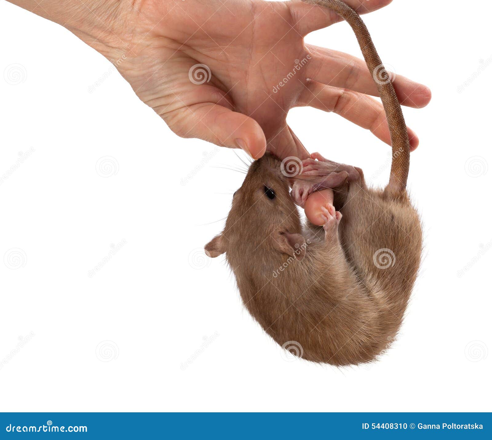 Fancy rat hang on hand stock photo. Image of brown, funny 54408310