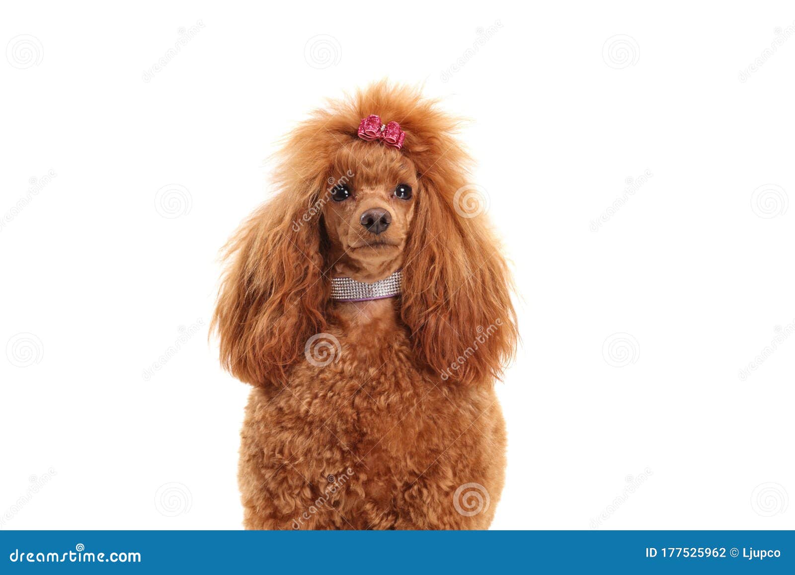curly poodle dog