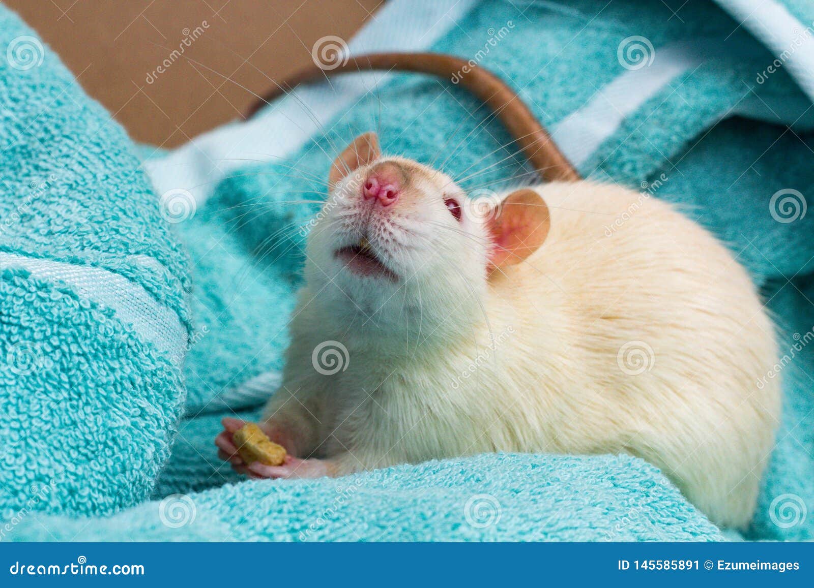 Fancy Pet Rat Sofa stock image. Image of rodent, beige 145585891