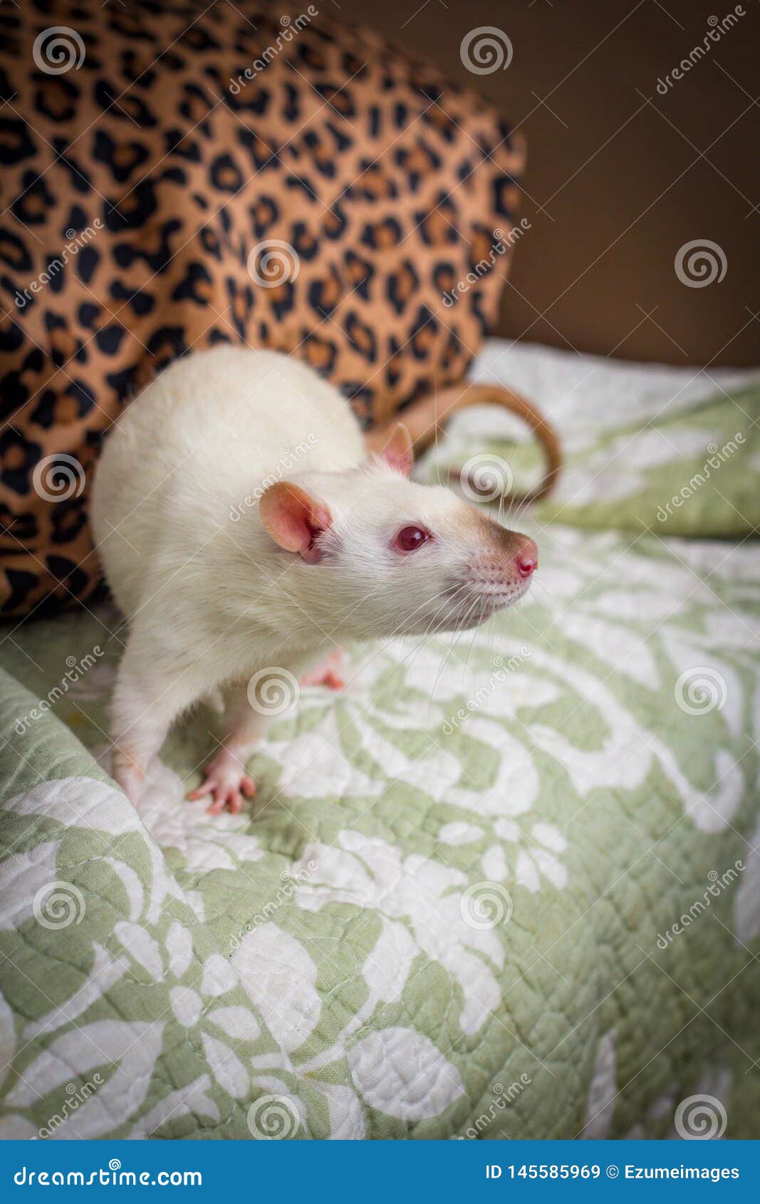 Fancy Pet Rat Sofa stock image. Image of climbing, eyes 145585969