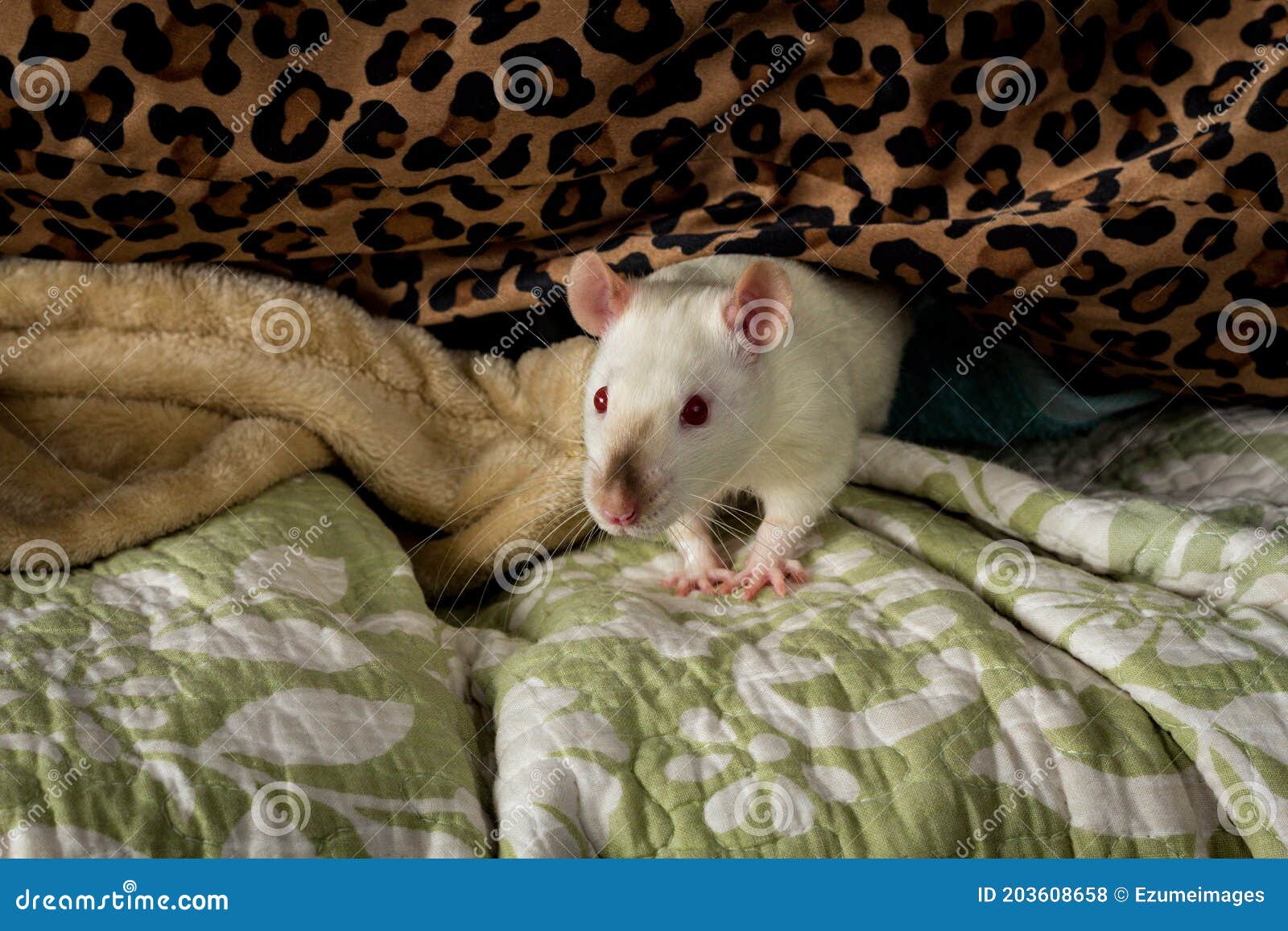 Fancy Pet Rat Sofa stock photo. Image of dark, eyes 203608658