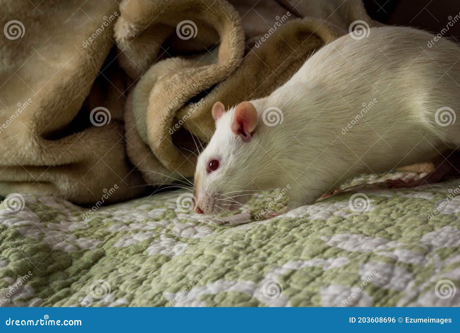 Fancy Pet Rat Sofa stock photo. Image of experiment 203608696