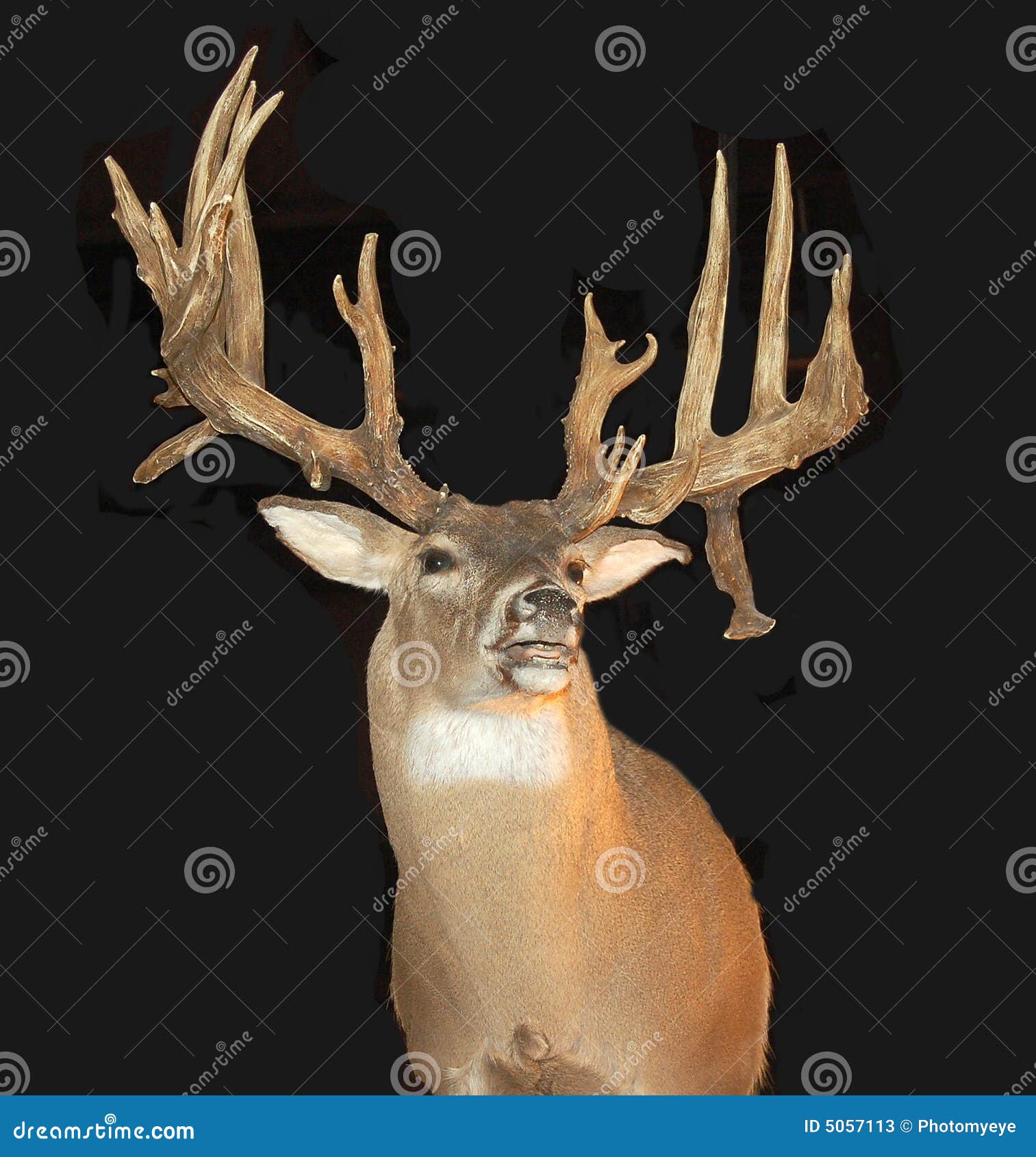 Fanfarrão montado com Antlers. Um troféu montou de um fanfarrão do whitetail com grandes antlers.