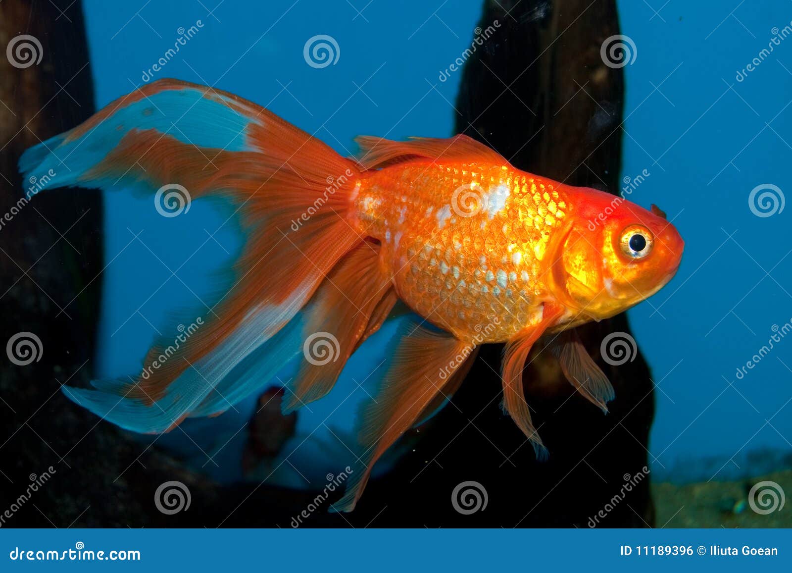 fantail goldfish tank size fantail goldfish tank size