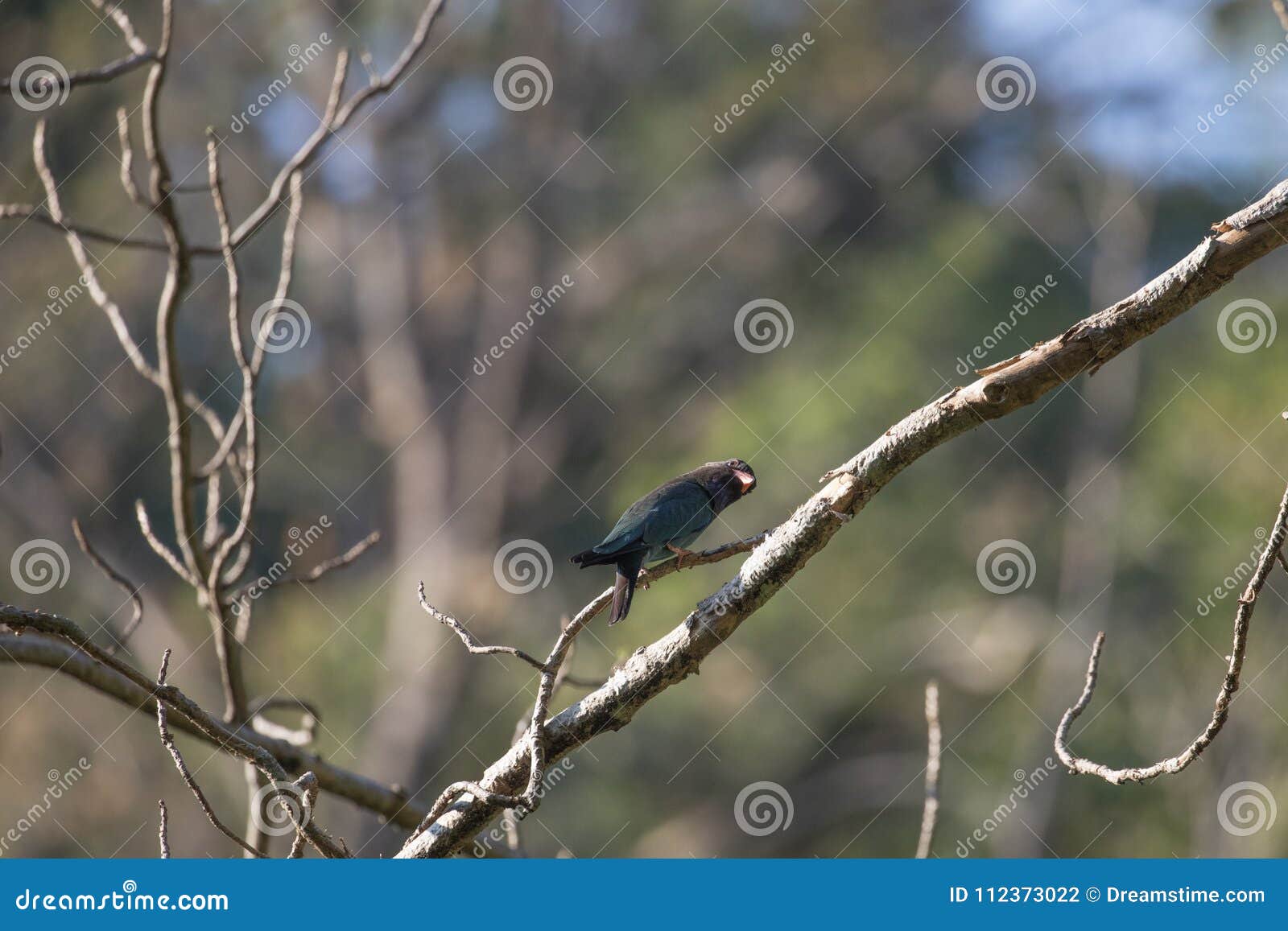 fantastic beast and where to find them - eurystomus orientalis