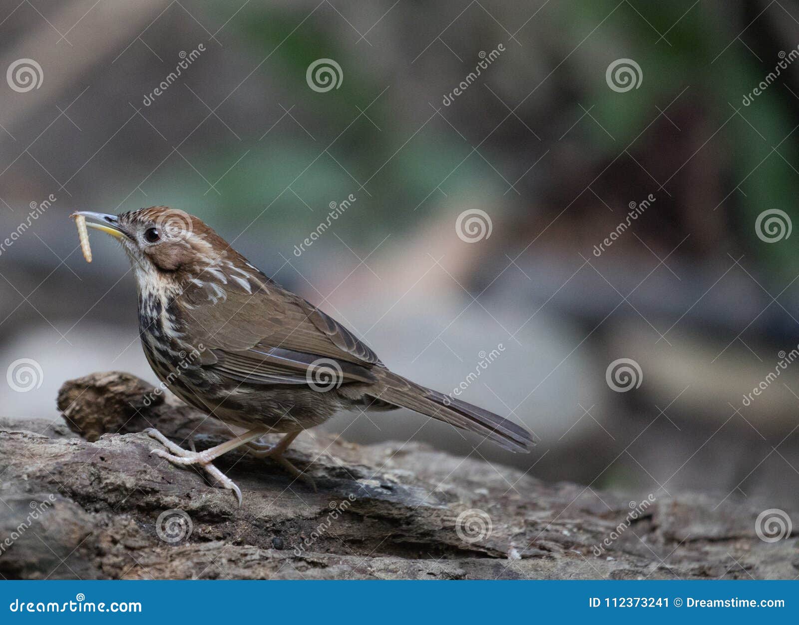 fantastic beast and where to find them - pellorneum ruficeps
