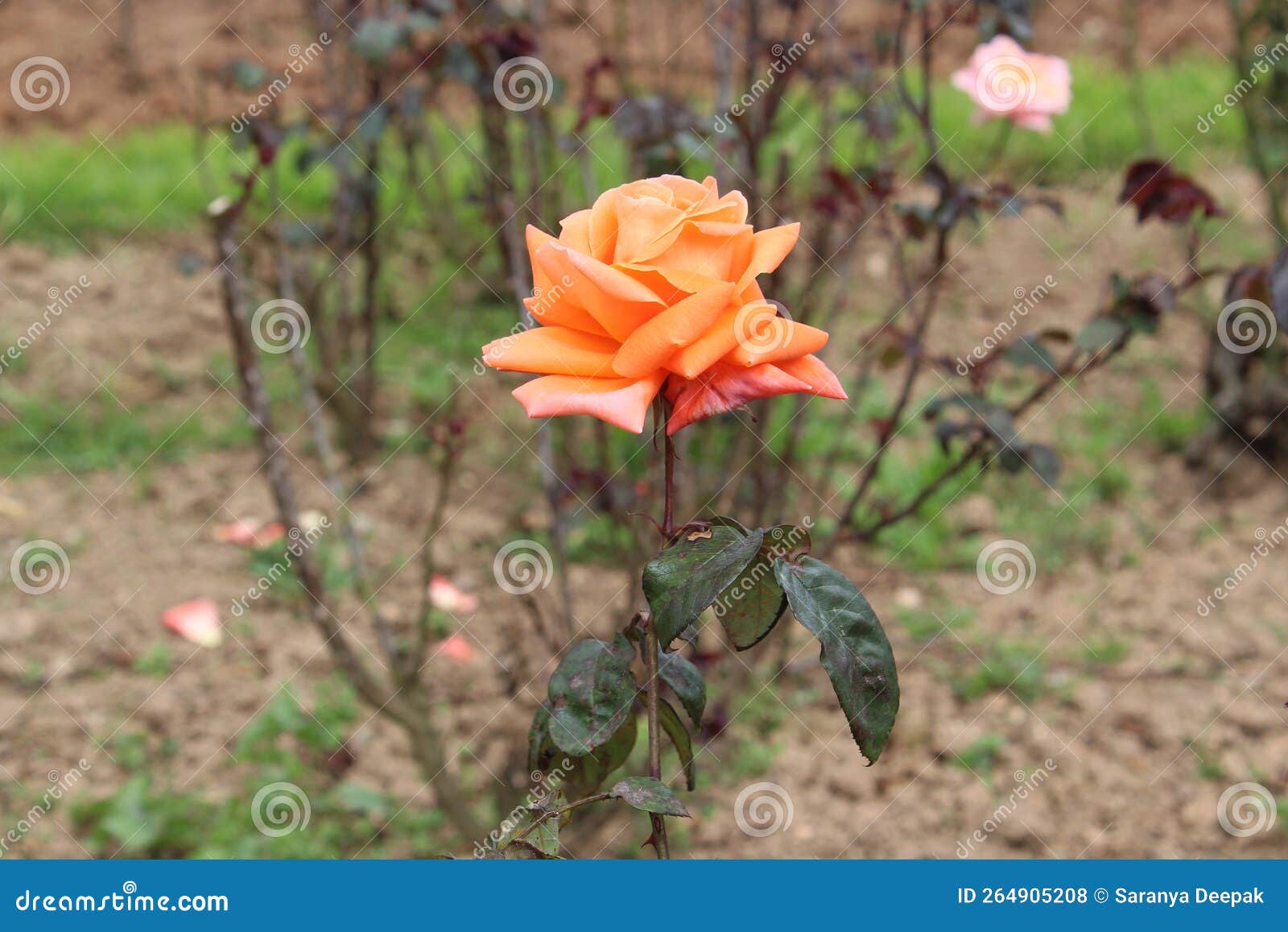 fanta colour rose plant