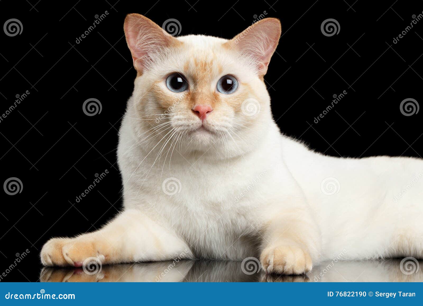 Fantastic Breed Mekong Bobtail Cat Isolated Black Background Stock Photo Image Of Closeup Attention 76822190
