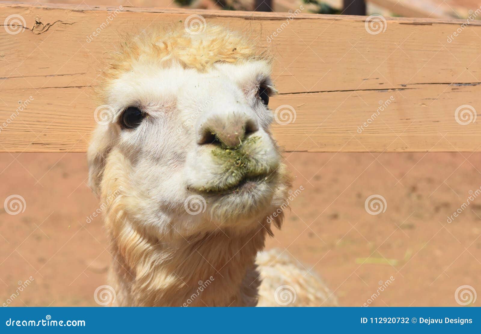 gorgeous face of a fluffy white alpaca close up