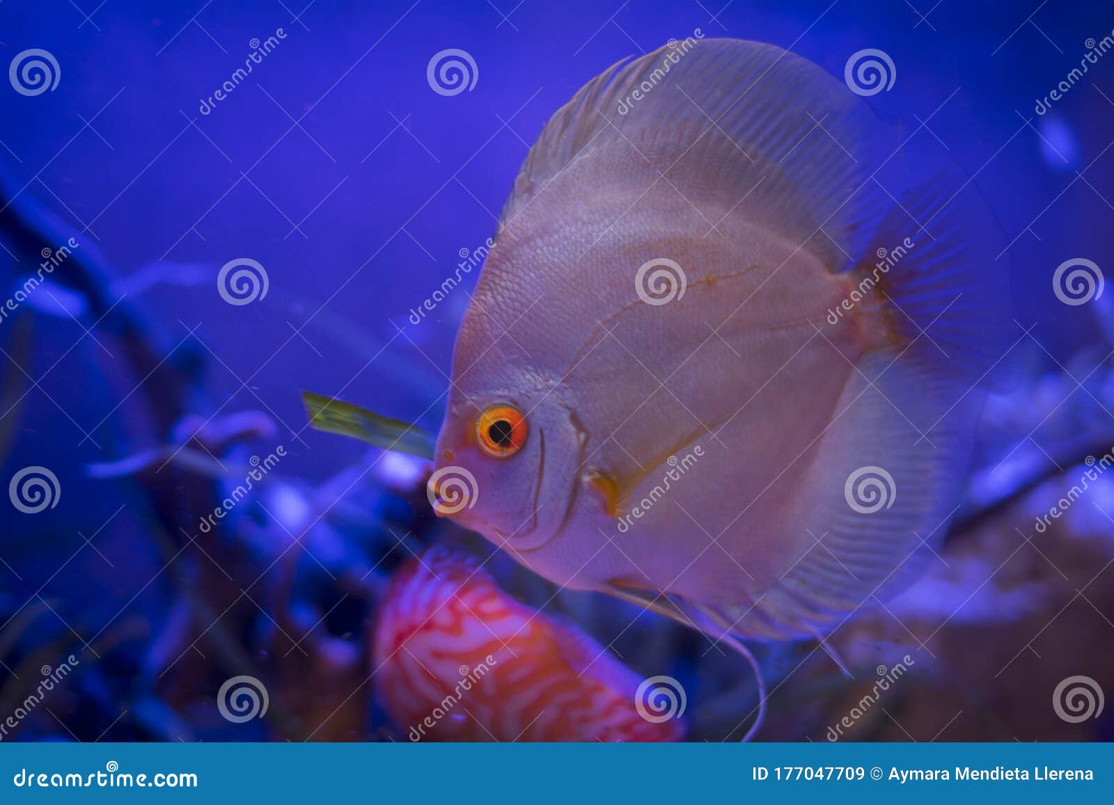 fantastic discus fish in the aquarium