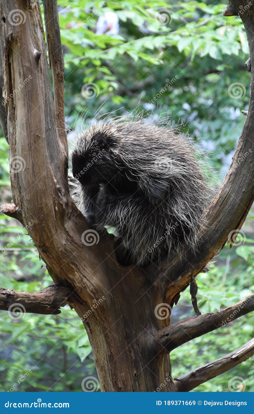 Porcupine Prickly Animal With Needles On Its Back, A Resident Of The