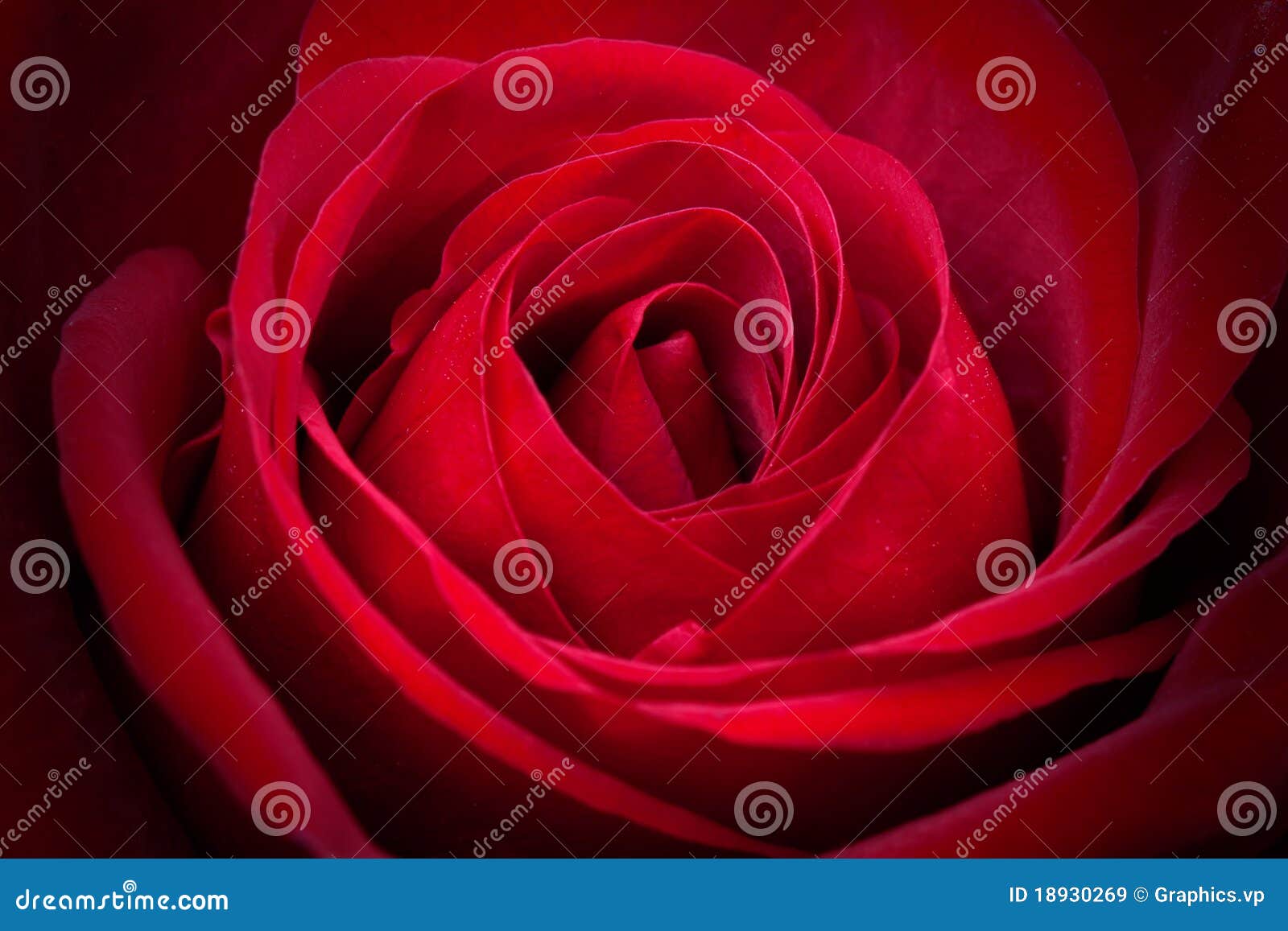 Fantastic red rose stock image. Image of nature, flower 18930269