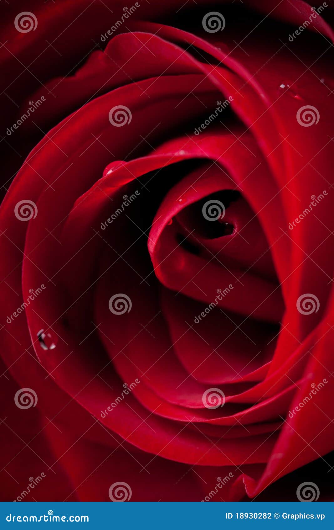 Fantastic red rose stock photo. Image of shot, nice, beautiful 18930282