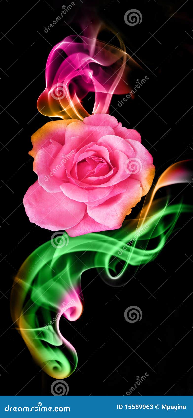 Fantastic rose stock image. Image of front, swirl, flowing 15589963