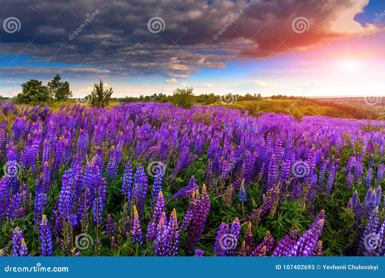 Fantastic Sunset Over The Meadow With Flowers Lupine And Colorful Sky