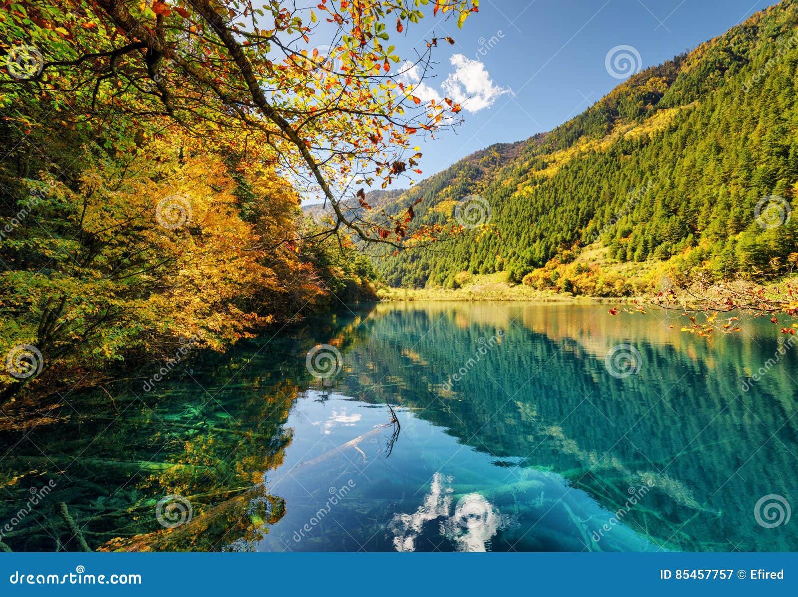 Fantastic View Of Lake With Submerged Tree Trunks Stock Image Image