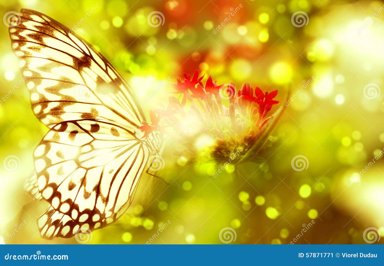 fantasy butterfly on flower