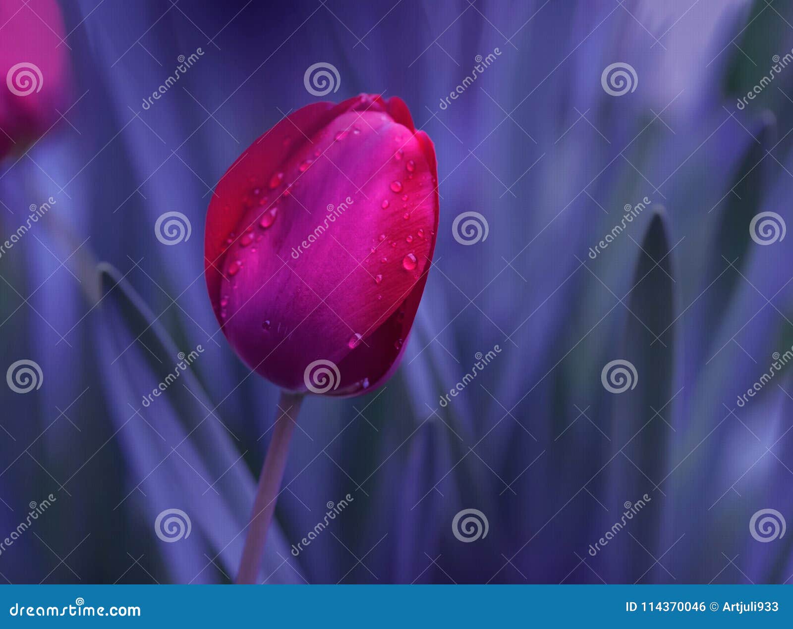 abstract macro photo.beautiful artistic red tulip.fantasy .modern art.colorful tulip.flowers background.