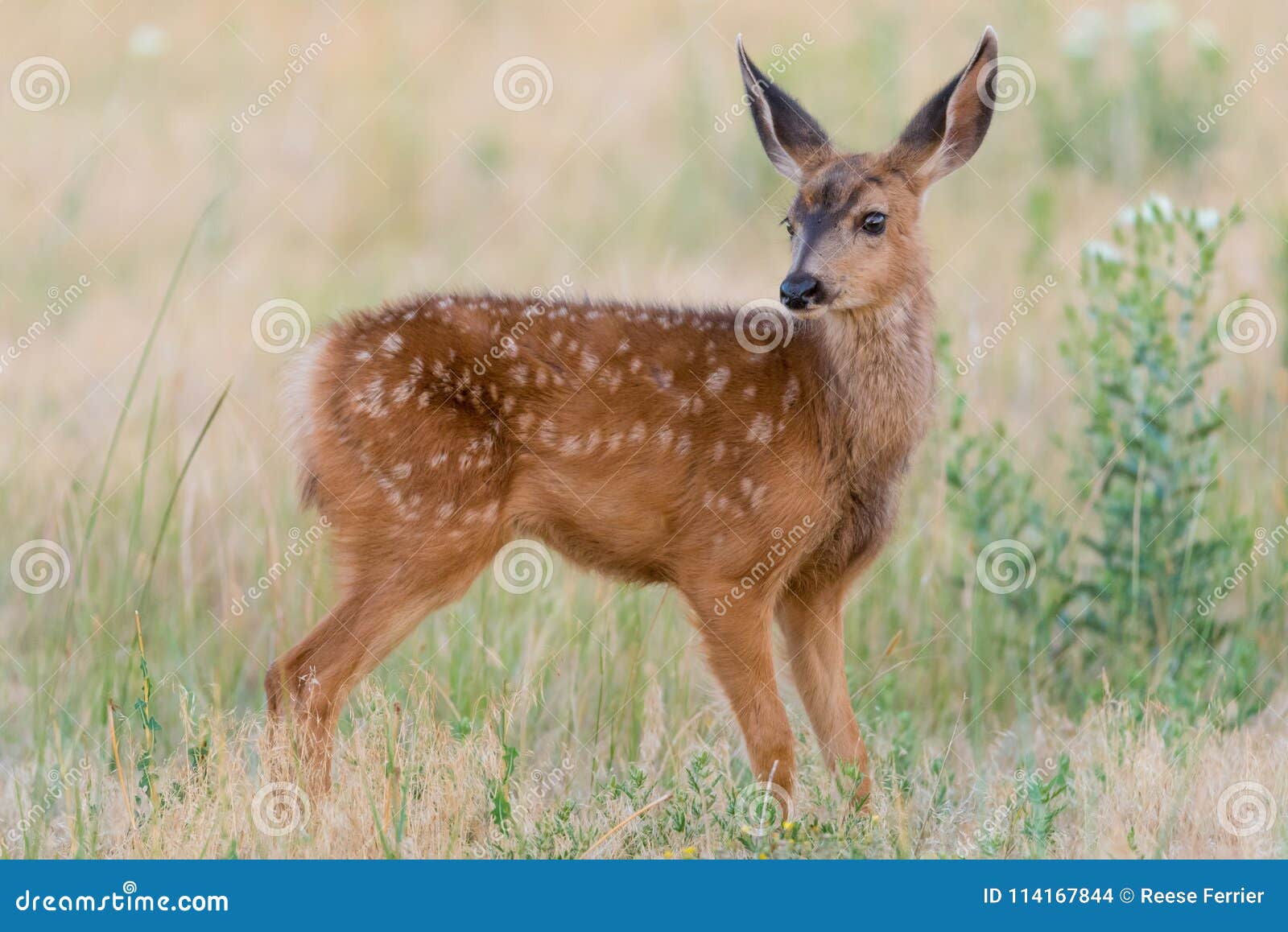 Faon De Bebe Dans La Lumiere D Apres Midi Photo Stock Image Du Arsenal Deer Faon De Bebe Dans La Lumiere D Apres Midi Photo Stock Image Du Arsenal Deer