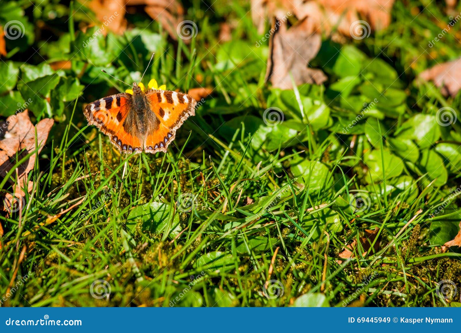 Farfalla Arancio Su Un Prato Inglese Verde Immagine Stock Immagine Di Farfalla Verde