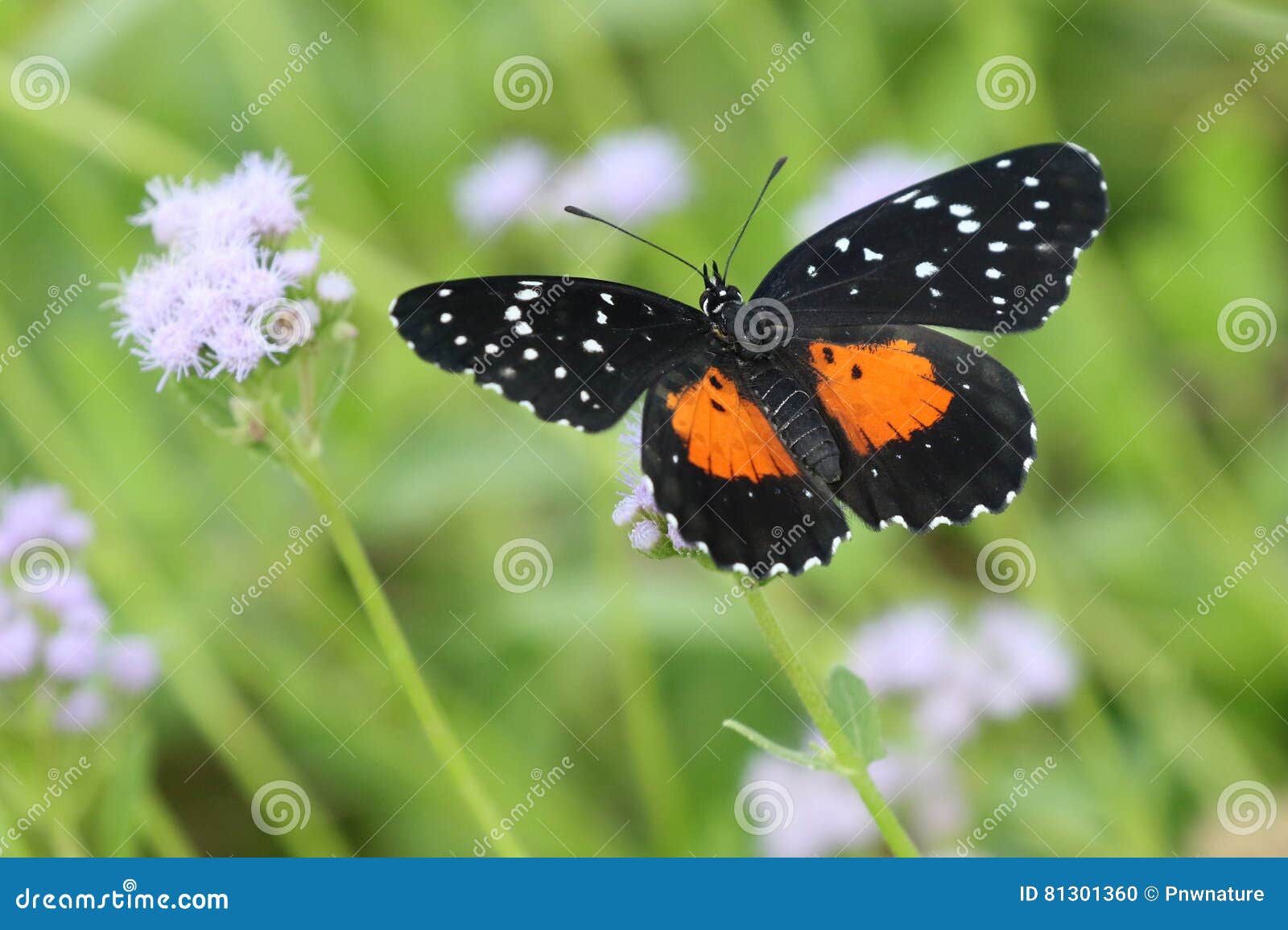 Toppa &ndash; Paracadutisti &ndash; La Testa Di Ferro