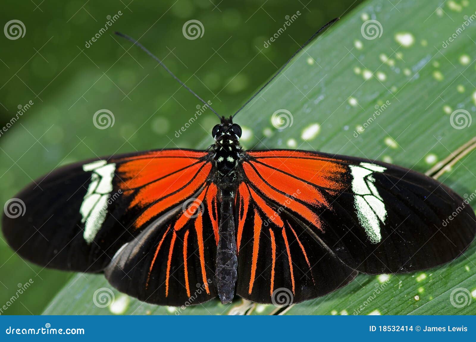 Una farfalla di Doris Longwing, della famiglia del Nymphalidae, nativo del bacino del Amazon attraverso il Messico.