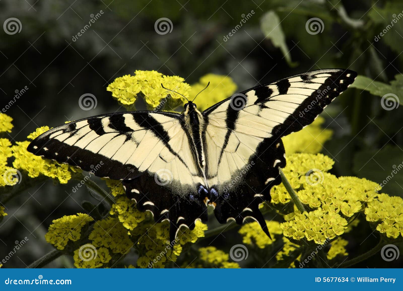 Farfalla Di Swallowtail Della Zebra Fotografia Stock Immagine Di