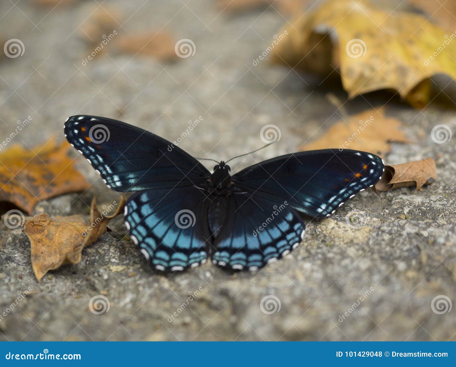 Farfalla Gigante Di Swallowtail Fotografia Stock Immagine Di Gigante