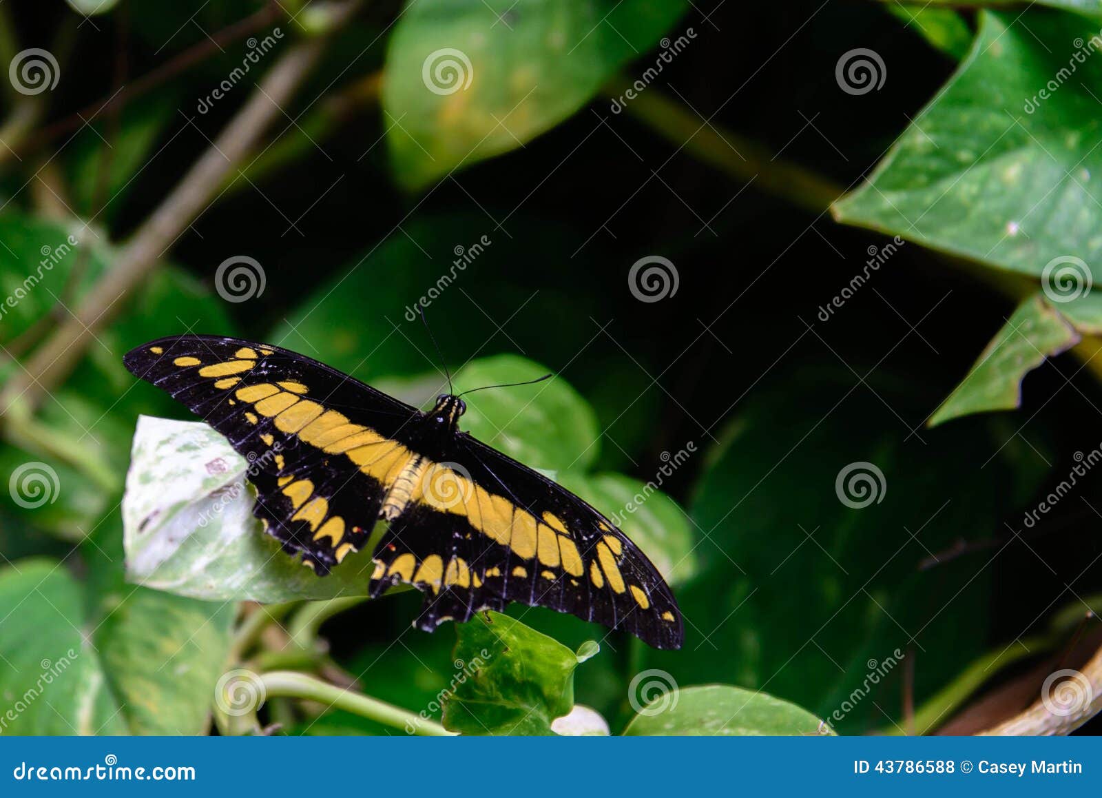 Farfalla Gialla è Nera Significato Farfalla Gigante Nera E Gialla Di Coda Di Rondine Fotografia Stock
