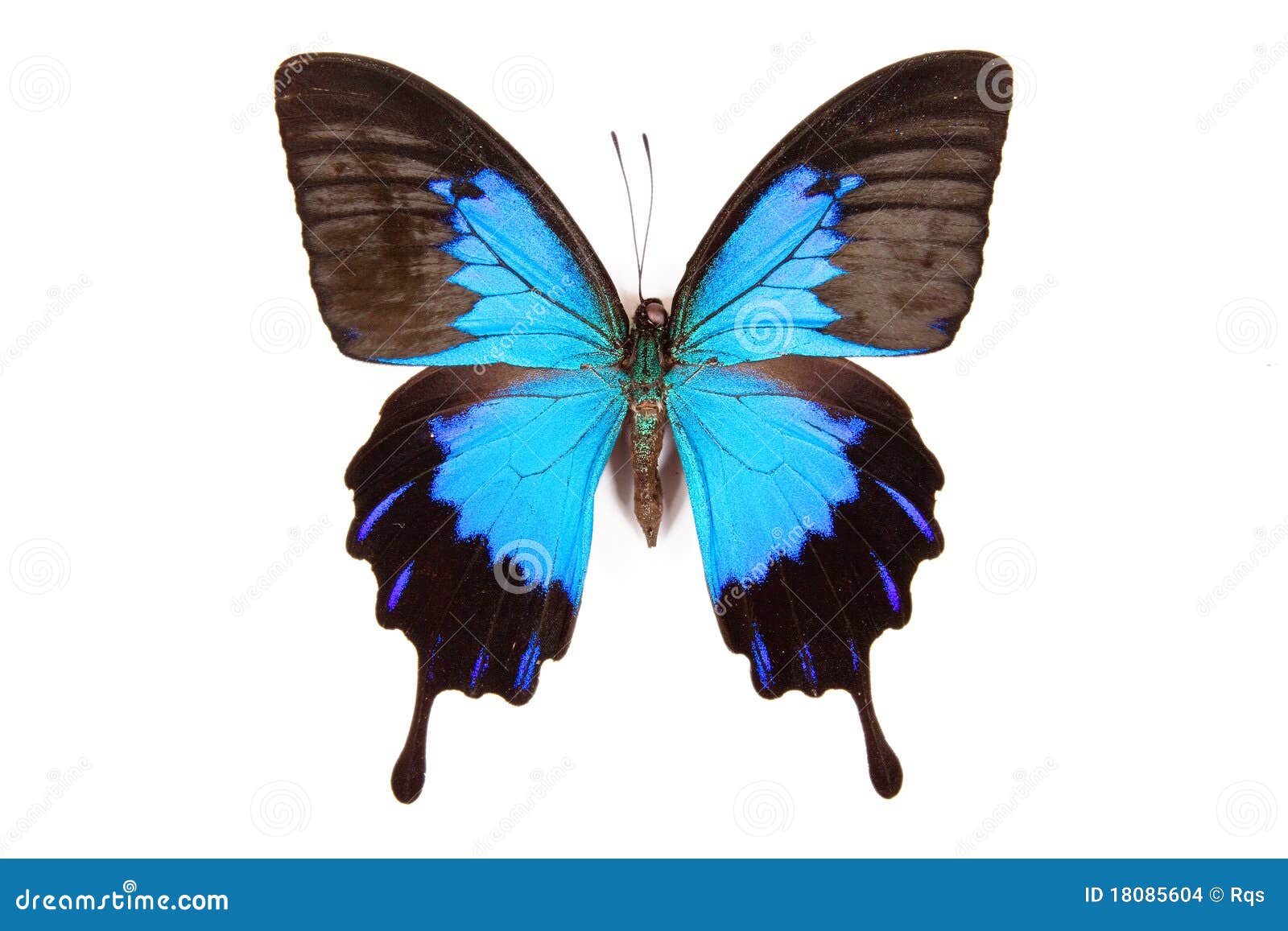 felpa nera con farfalla blu