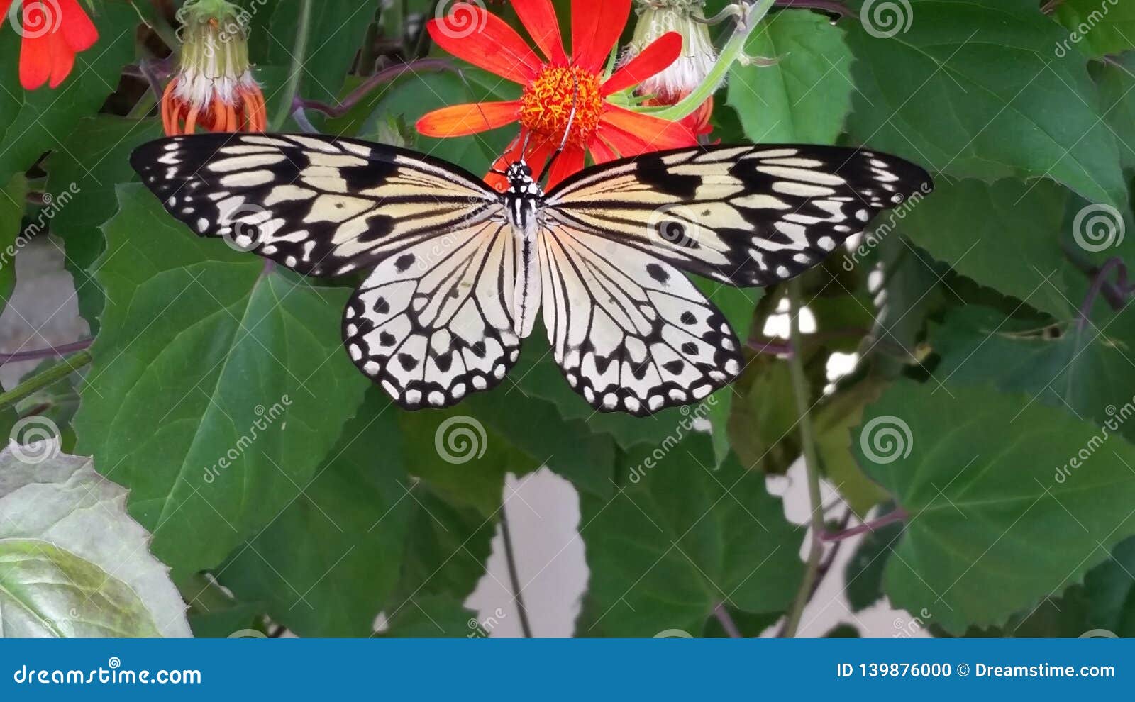 Farfalla Gialla è Nera Significato Farfalla nera e gialla fotografia stock. Immagine di chicago - 139876000